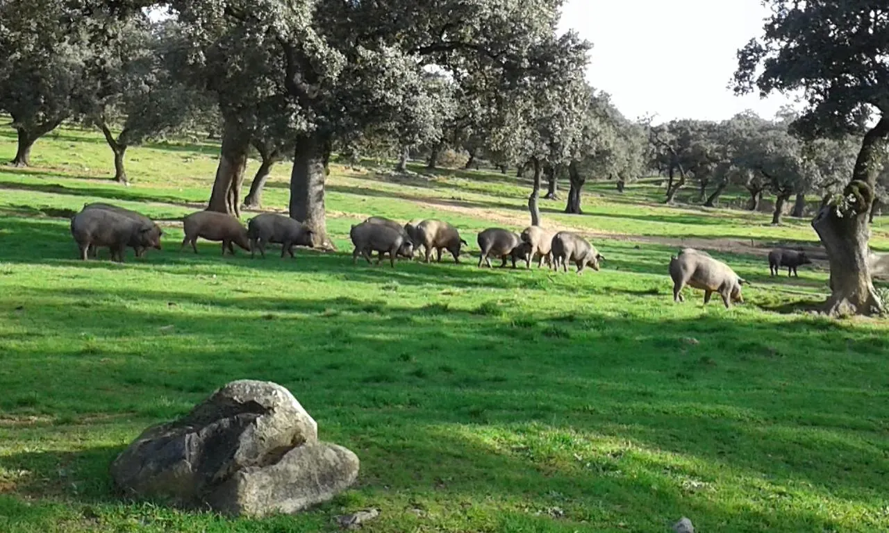 בית כפרי ארקנה Casa Rural Finca El Tornero ספרד