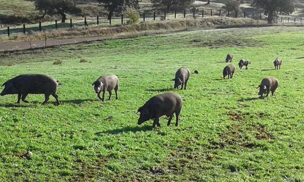 ארקנה Casa Rural Finca El Tornero ספרד